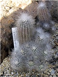 Copiapoa
